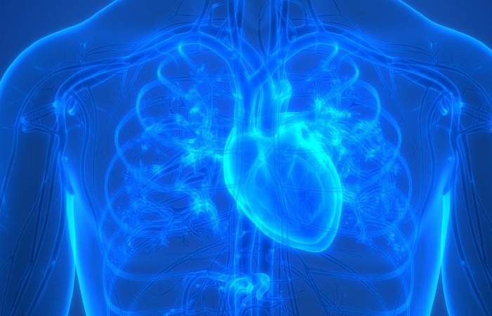 The heart controls both types of passage - Pulmonary circulation