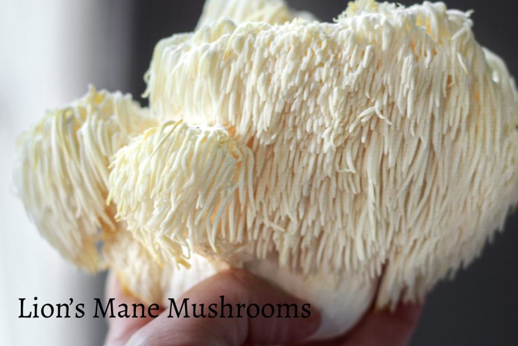 Things You Never Knew About Lion’s Mane Mushrooms