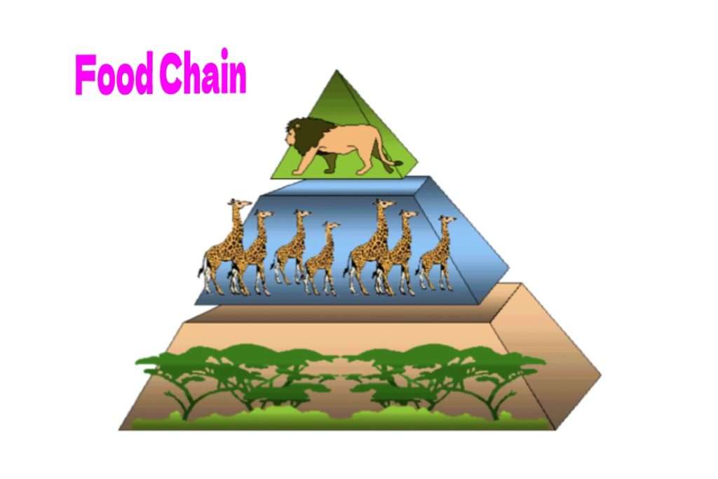 Food Chain Gizmo Answer Key