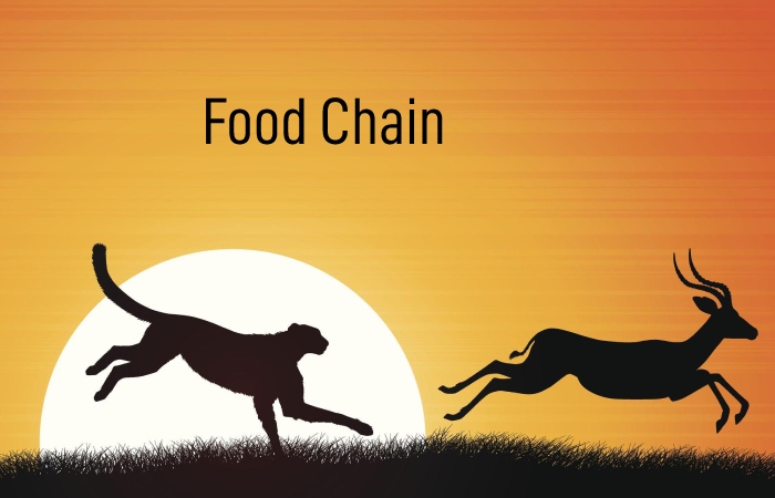 What is Food Chain 