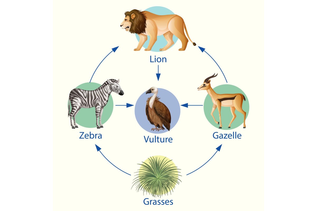 Food Chain Gizmo Unveiling Ecological Relationships Visually Food Chain Gizmo Unveiling Ecological Relationships Visually