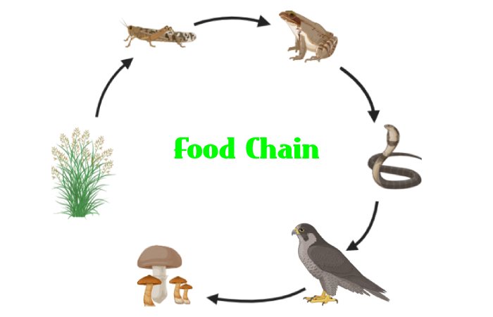 food chain