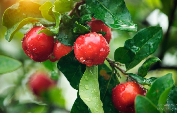 Get Seasonal Fruits